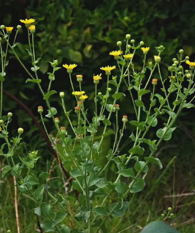 Creía que era una Lactuca, pero es otra Asteraceae: Hierba Alcanfor o Árnica montana. Crédito de la imagen: Ricardo Daniel González