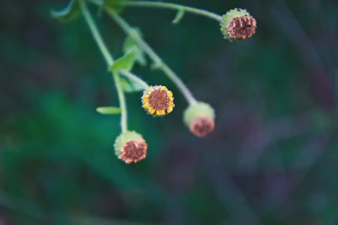 Botones florales. Crédito de la imagen: Ricardo Daniel González.