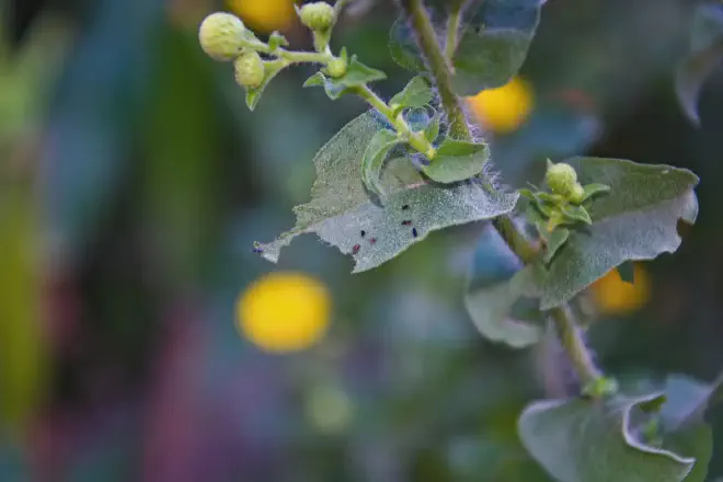 Estas plagas superaron el código de defensa de esta planta. Crédito de la imagen: Ricardo Daniel González.