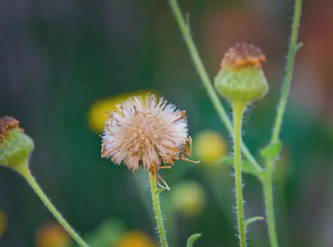 Vista cercana de un papus y dos botones florales &lsquo;inmaduros&rsquo;. Crédito de la imagen: Ricardo Daniel González.