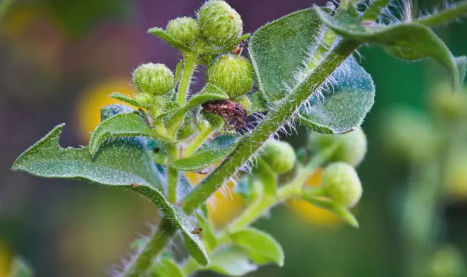 ¿Dónde están los wallynsectos? ¿Cuántos? ¿Hay familias? Crédito de la imagen: Ricardo Daniel González**