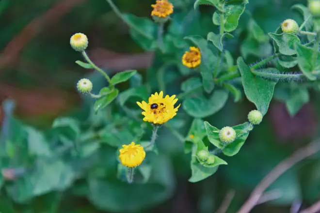 Ejemplar de Escarabajo del polen Brassicogethes aeneus en una planta de Hierba Alcanfor, Arnica Montana o Heterotheca subaxillaris. Crédito de la imagen: Ricardo Daniel González.