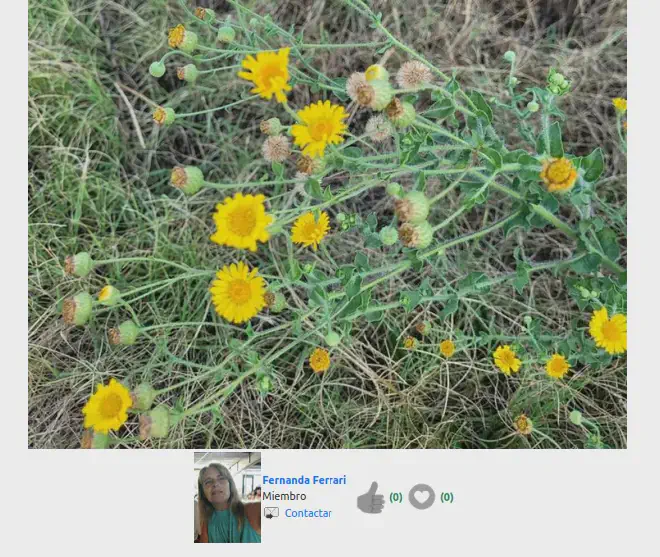 Fernanda Ferrari publicó una imagen de Heterotheca subaxillaris en el sitio Ecoregistros