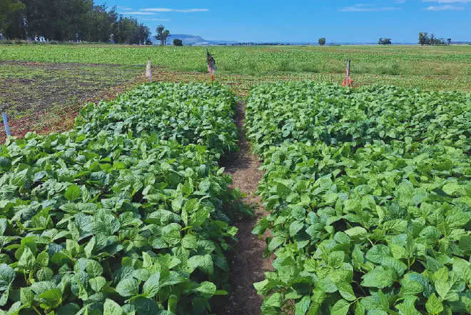 Imagen de un cultivar que los investigadores del INTA liderados por Feingold, prevén asistir en la competencia con malezas