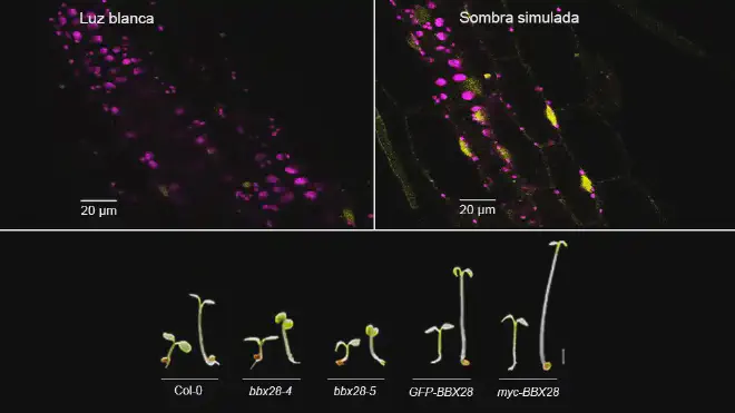En las células vegetales bajo sombra se estabilizan las proteínas del gen BBX28 (marcadas en amarillo en imagen derecha arriba) y se promueve el crecimiento de los tallos de las plantas. Crédito de la imagen: Prensa CONICET