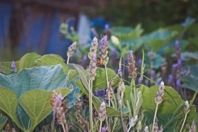Abeja en una flor de Lavanda. Crédito de la imagen: Ricardo Daniel González Guinder