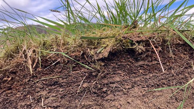 El cambio climático afecta a las plantas de la superficie, al suelo que se encuentra debajo y a las interacciones entre ellas. Aquí se muestra un perfil del suelo de una pradera en Islandia. Crédito: Fabrizzio Protti Sánchez