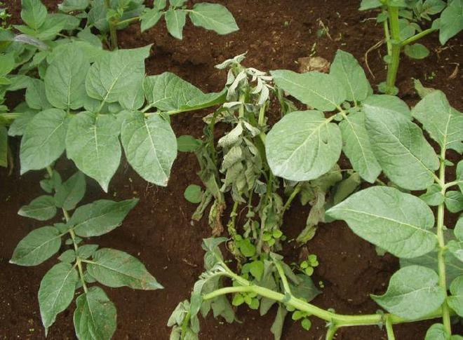 Ralstonia solanacearum en una planta de papa. La bacteria destruye el sistema vascular de las plantas, lo que hace que sucumban a la enfermedad del marchitamiento. Crédito de la imagen: Amílcar Sánchez Pérez