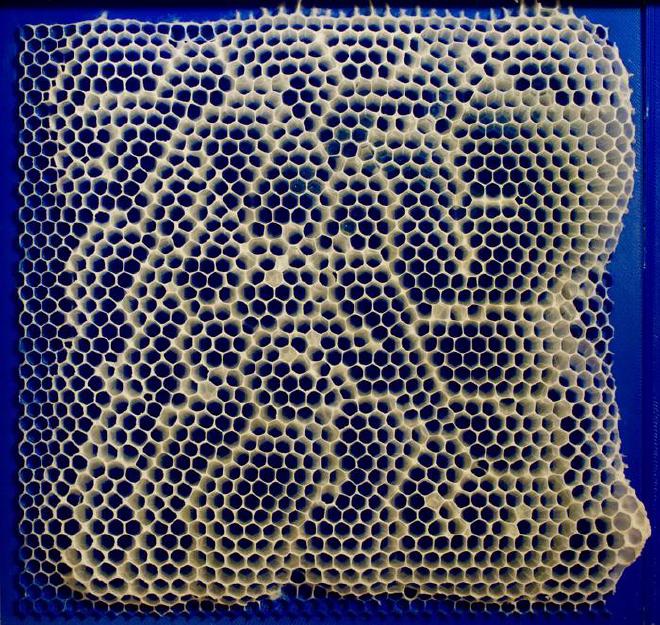 Patrón utilizado cuando a las abejas se les proporciona una base de 0,75 veces su tamaño preferido, que muestra cómo bloquean algunas de las celdas para convertirlas a su tamaño preferido. Crédito: Golnar Gharooni-Fard