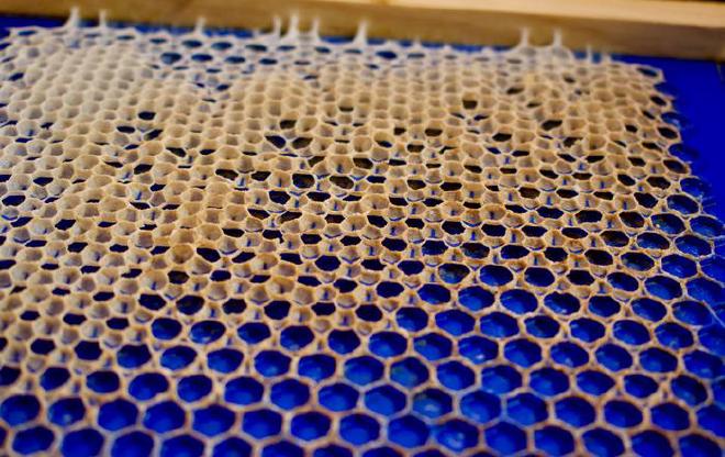 Patrón utilizado cuando se proporciona a las abejas una base tres veces mayor que el tamaño deseado. Muestra las primeras etapas de la construcción de celdas más pequeñas en los vértices del patrón. Crédito: Golnar Gharooni-Fard