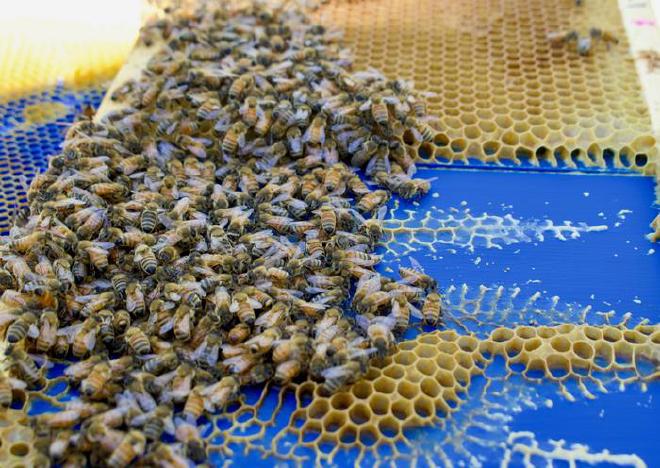Abejas construyendo un panal en los paneles impresos en 3D de los autores. Crédito: Golnar Gharooni-Fard