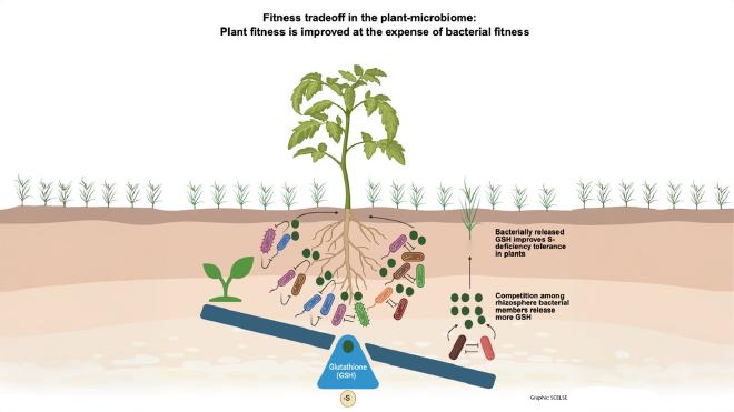 Los investigadores descubrieron que los microbios del suelo que compiten entre sí liberan glutatión, lo que mejora el crecimiento de las plantas en condiciones de deficiencia de azufre. (Crédito de la imagen: Adaptado de SCELSE)