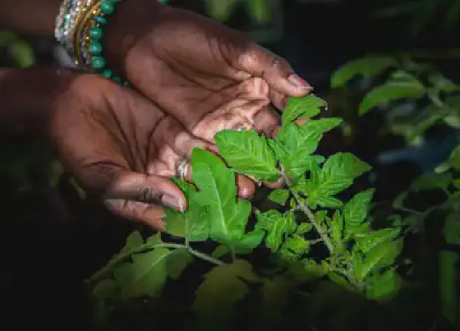 Los investigadores encontraron que cada variedad de tomate estudiada emitió una mezcla única de sustancias químicas antes y después de las inundaciones. Estas emisiones químicas son esenciales para la comunicación y defensa de las plantas. Crédito de la imagen: Fred Zwicky
