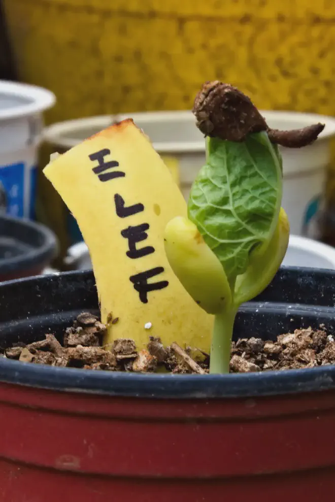 Restos de la semilla parecen proteger los cotiledones de una de las últimas semillas de Lablab purpureus que tenía esta temporada 2023-2024. Imagen: Ricardo Daniel González