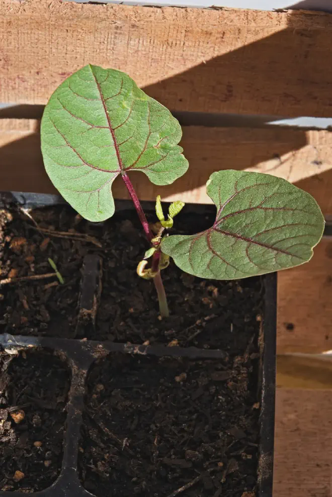 La primera planta de Lablab purpureus va y va