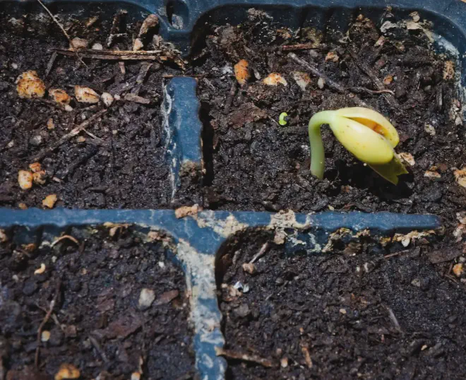 Comienza la germinación de las semillas de Chaucha japonesa, Lablab purpureus