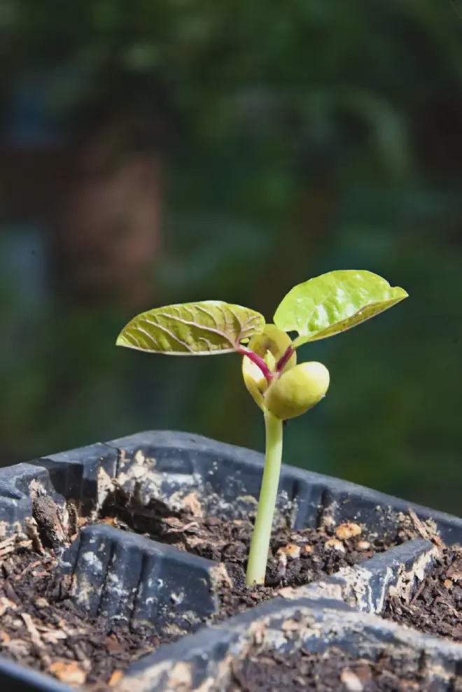 ¿Recuerdan a la primera semilla germinada ayer? Así está hoy. ¡Comparen!