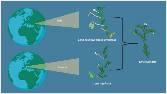 Origen de Lens culinaris.