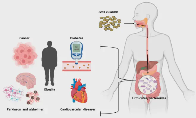 Efecto del consumo de lentejas sobre la salud humana