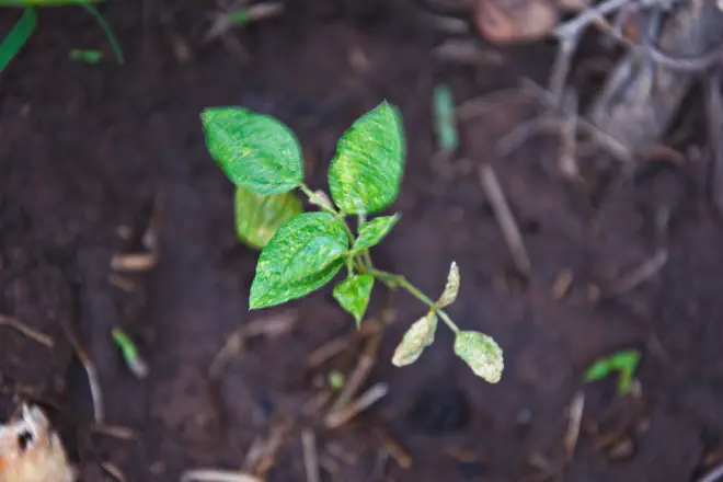 La danza de la hierba mora