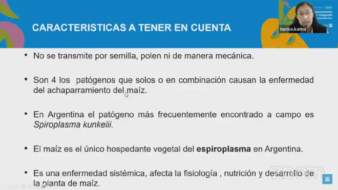 Características a considerar sobre el achaparramiento del maíz o stunting corn