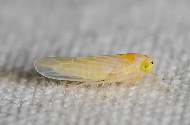 Chicharrita del maíz