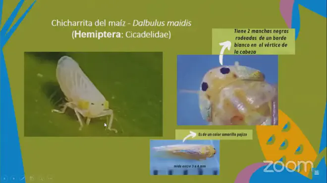 Detalles de la chicharrita del maíz, Dalbulus maidis