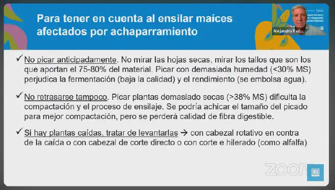 Ensilado de maíces afectados por achaparramiento