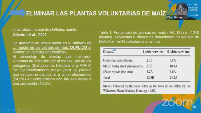 Eliminar plantas voluntarias de maíz afectadas por achaparramiento