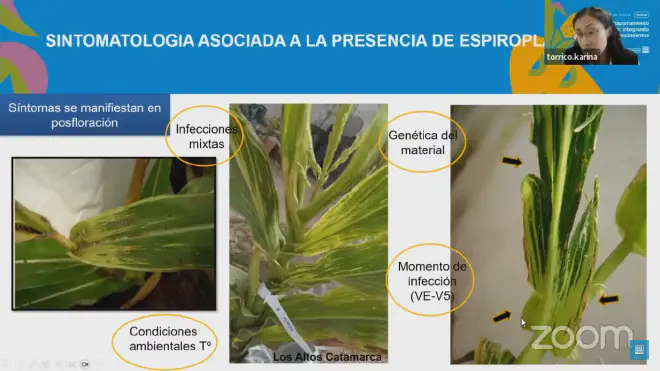 Sintomatología achaparramiento del maíz