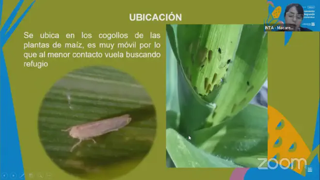 La esquiva chicharrita del maíz o Dalbulus maidis