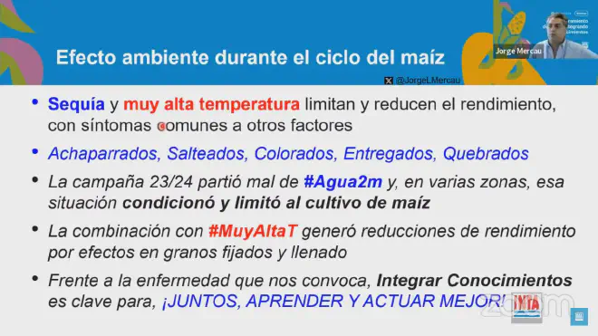 Sequía, altas temperaturas y chicharrita del maíz