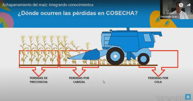 ¿Dónde ocurren las pérdidas en la cosecha de maíz?