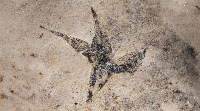 Flor aislada de Stellula meridionalis. Crédito de la imagen: Gabriela G. Puebla, Mercedes B. Prámparo