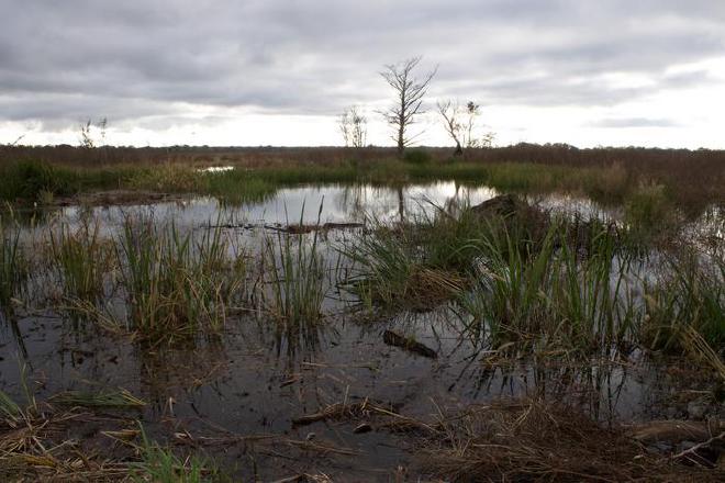 Pedazos de tocones antiguos, raíces y rodillas de ciprés arrastrados durante el trabajo de mantenimiento en el Área de Manejo de Vida Silvestre de Altamaha en la costa de Georgia se encuentran en el primer plano de este campo inundado. Crédito de la imagen: Universidad Atlántica de Florida