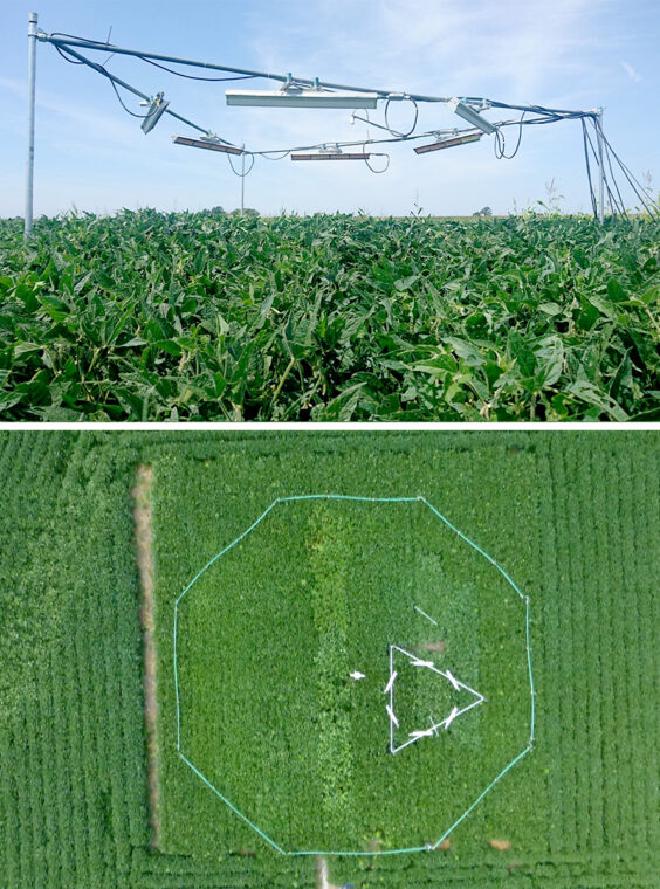 Arriba: Los experimentos de campo en la Instalación de Enriquecimiento de Concentración de Soja al Aire Libre en la Universidad de Illinois simulan un calor más elevado, anidado dentro de un tratamiento de dióxido de carbono elevado. Abajo, las condiciones futuras. Créditos de la imagen: Carl Bernacchi