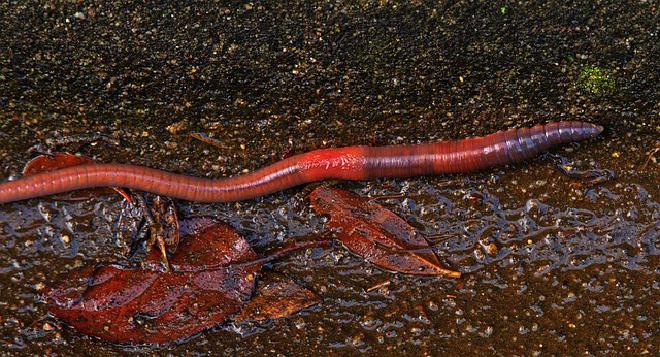 Imagen de Wolfgang Eckert en Pixabay