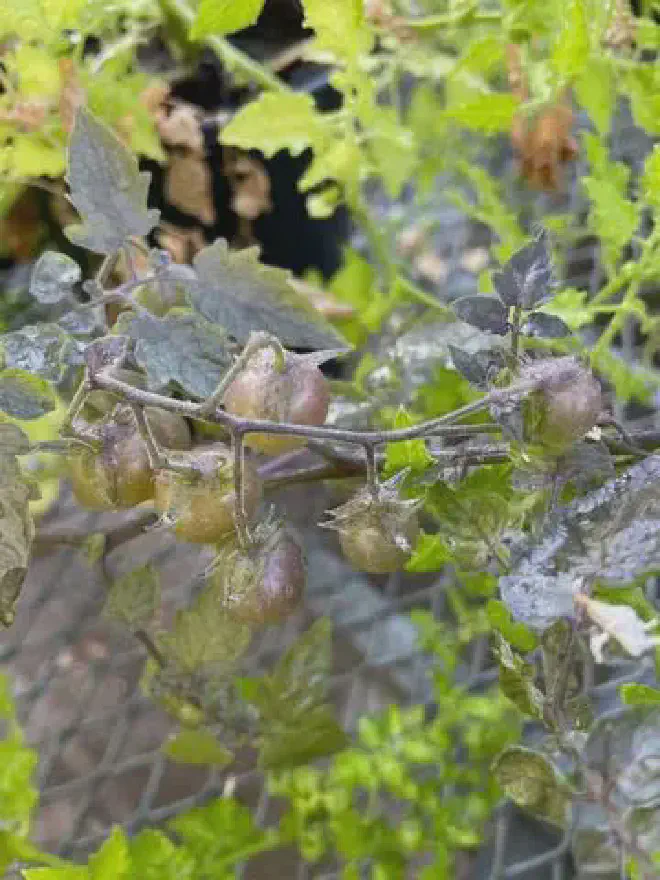 Tomates deevolucionados de Galápagos. Crédito: Adam Jozwiak/UCR