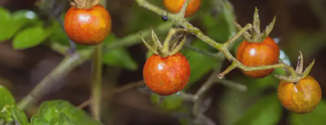 Imagen de los tomates de las islas Galápagos que están &lsquo;revirtiendo&rsquo; su evolución con la generación de alcaloides. Crédito de la imagen: Gerald Corsi/iStock/Getty