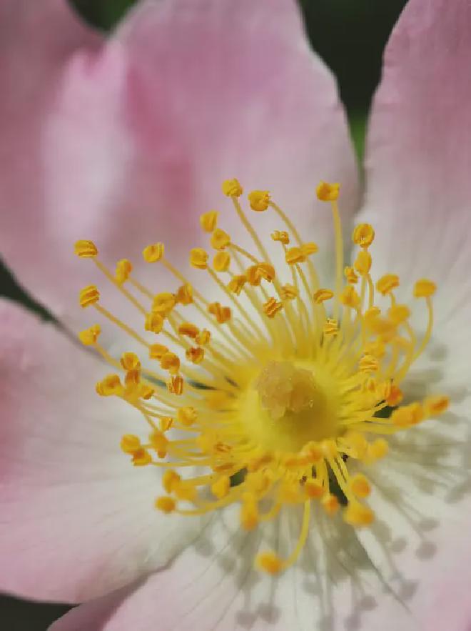 La flor de la Rosa canina pentaploide revela su sistema único de reproducción: la meiosis asimétrica crea polen haploide (anteras) que transmite sólo cromosomas formadores de bivalentes, mientras que los ovarios heredan tanto los bivalentes como los univalentes creando óvulos tetraploides. Esta herencia mixta mantiene la pentaploidía, una estrategia poco común entre los eucariotas. Los científicos explican &rsquo;la magia natural&rsquo; con términos científicos y datos que apoyan la supervivencia de las plantas. Crédito de la imagen: André Marques