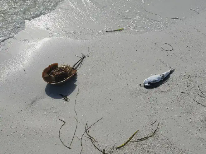 Costa del Golfo. Crédito: American Heart Association