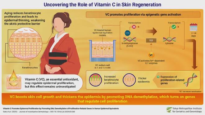 La vitamina C es conocida por sus propiedades antioxidantes en la piel y se ha demostrado anteriormente que aumenta la síntesis de colágeno. Ahora, el mismo equipo de investigadores japoneses ha dado un paso más, utilizando técnicas avanzadas de análisis genético para explorar su papel más profundo. Sus hallazgos revelan que la vitamina C promueve la regeneración epidérmica mediante la activación de enzimas que ayudan a activar genes e impulsan la desmetilación del ADN, un proceso que reactiva los genes involucrados en la proliferación celular, lo que en última instancia mejora el crecimiento de los queratinocitos y conduce a una piel más gruesa y saludable. Crédito: Dr. Akihito Ishigami del Instituto Metropolitano de Geriatría y Gerontología de Tokio (TMIG), Japón