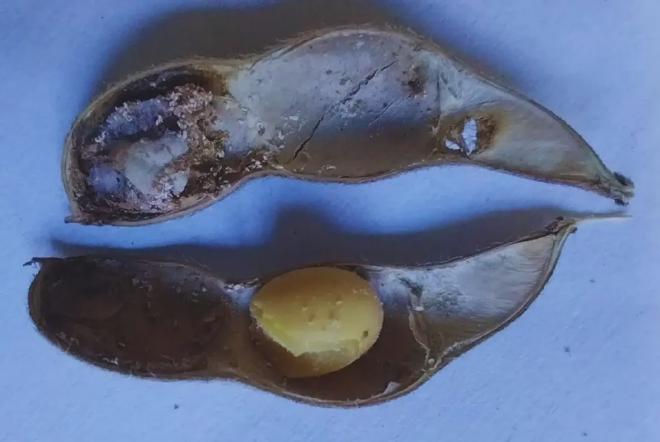 Crédito de la imagen: Guillermina Socías