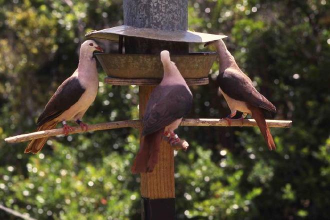 Palomas rosadas alimentándose. Crédito de la imagen: Carl Jones