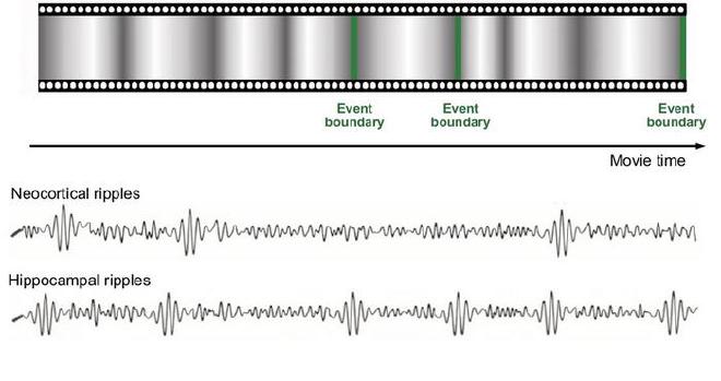 La investigación demuestra por primera vez en un entorno realista el papel de las ondas cerebrales tipo ripple en la codificación y almacenamiento de memorias. Crédito de la imagen: Nature Communications