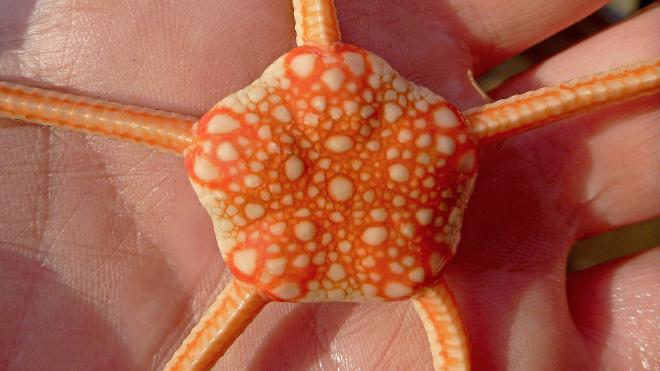 Ejemplar de ofiuroideo recolectado en el talud continental argentino. Crédito de la imagen: Martín Brogger