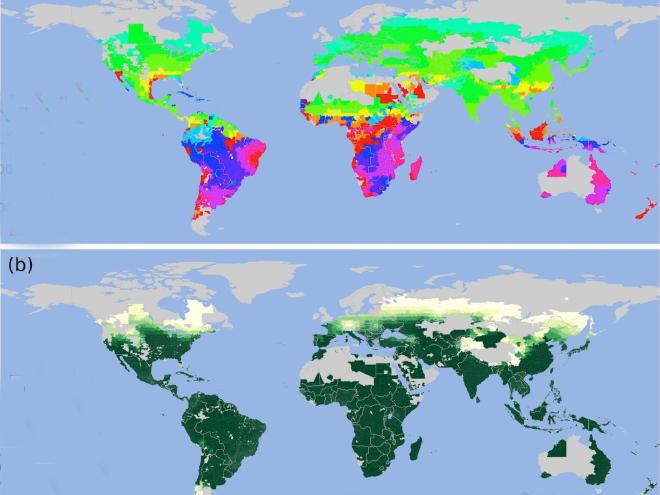 Esta ilustración comparativa de un mapa global muestra un posible escenario y cómo los cultivos de maíz se verían afectados negativamente por las bajas temperaturas y las temporadas de crecimiento más cortas resultantes de las inyecciones de hollín a la atmósfera por explosiones nucleares. Arriba: En las regiones de latitudes medias del hemisferio norte, la siembra está limitada por la temperatura, con fechas típicamente entre abril y mayo. En las regiones tropicales y de latitudes medias meridionales, la siembra es más variable debido a regímenes de precipitación limitados, con patrones espaciales que reflejan la época de las temporadas de lluvias. Abajo: Los tipos de maíz que tardarían más en madurar pueden crecer en los trópicos, mientras que aquellos que tardan menos en madurar se desarrollan mejor en el hemisferio norte. Crédito de la imagen: Penn State