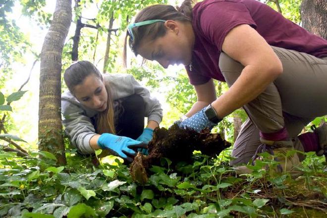 La química Emily Mevers (a la derecha) y su estudiante de posgrado, Rose Campbell, remueven ramas en Stadium Woods en busca de ciempiés. Crédito: Fotografía de Steven Mackay para Virginia Tech