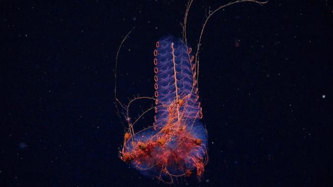 Un sinonóforo registrado a 1.250 metros de profundidad. Es un animal carnívoro que produce bioluminiscencia en medio de la oscuridad del océano. Créditos: ROV SuBastian / Schmidt Ocean Institute
