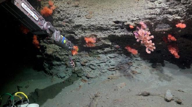 El ROV SuBastian en plena acción: recolectando muestras de coral a 2.606 metros de profundidad en la pared norte del cañón submarino de Mar del Plata. Créditos: ROV SuBastian / Schmidt Ocean Institute.